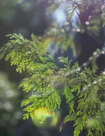 Sprig of cedar leaf in the sunlight with a blurred forested background