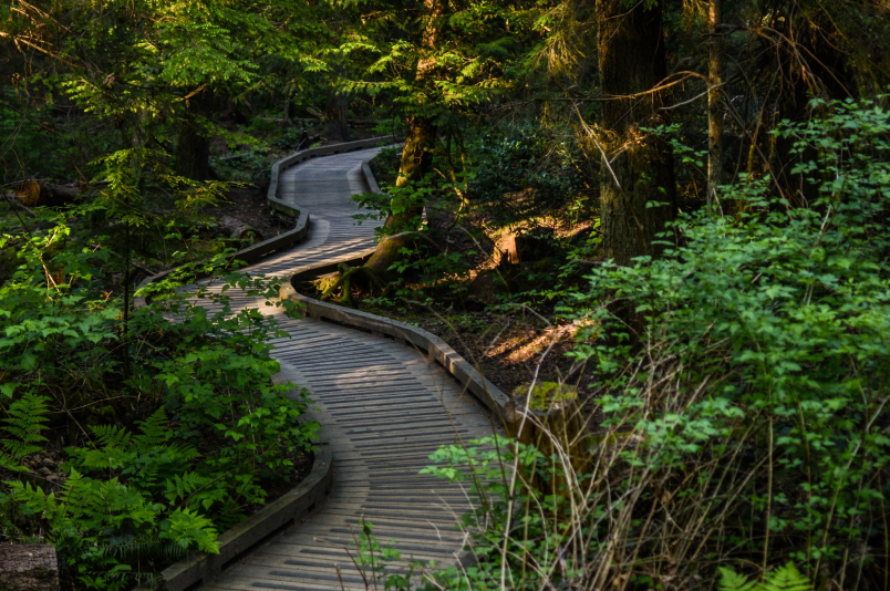 Pacific Spirit Park trail pathway into a green lush forest