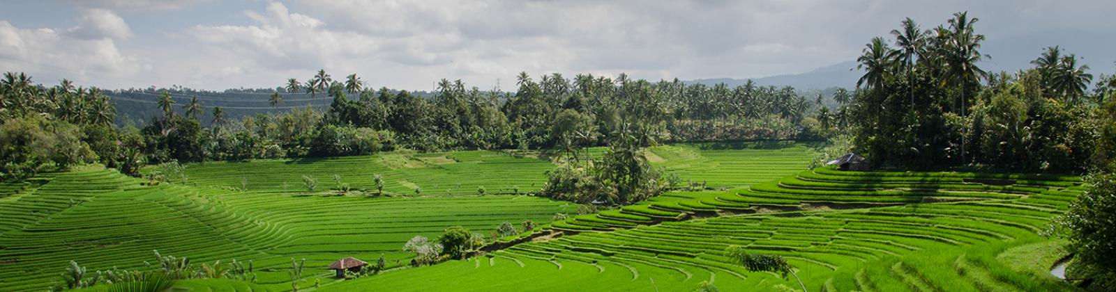 Indonesian farm