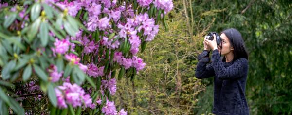 A Work Learn student in Nitobe Memorial Garden taking photos of a large bush of pink flowers with her camera