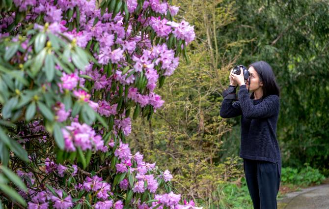 A Work Learn student in Nitobe Memorial Garden taking photos of a large bush of pink flowers with her camera