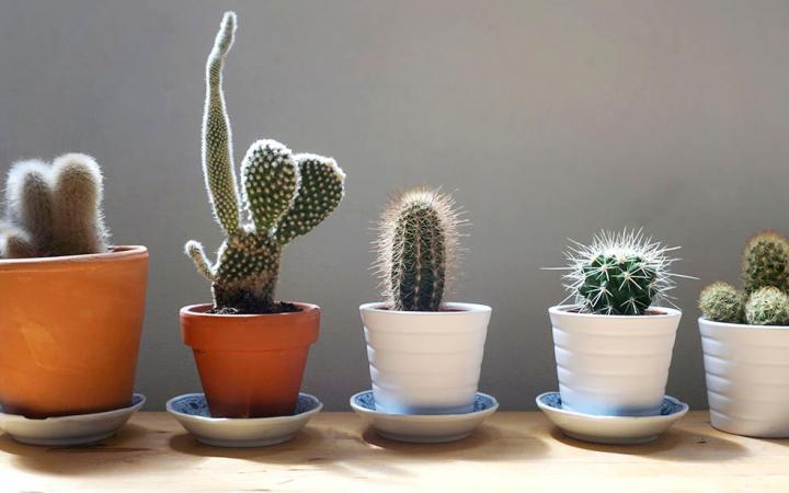 A lineup of cacti