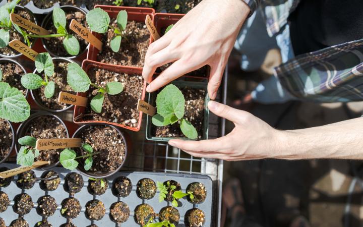 Aerial view of various small, potted, sprouting plants. A student is picking up one of the plants with his hands