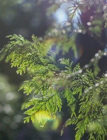 A tree branch dappled with sunlight. The generic image used for Counselling Services team members who don't have headshots.